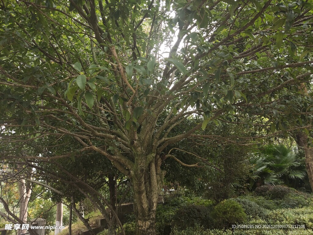 繁茂树林中的树木景观