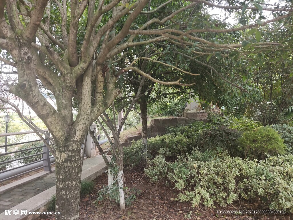 园林景观中的繁茂树木