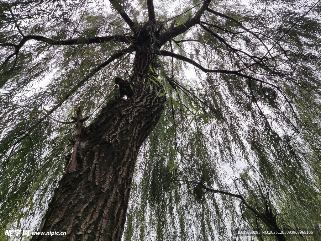 仰视古老垂枝大树