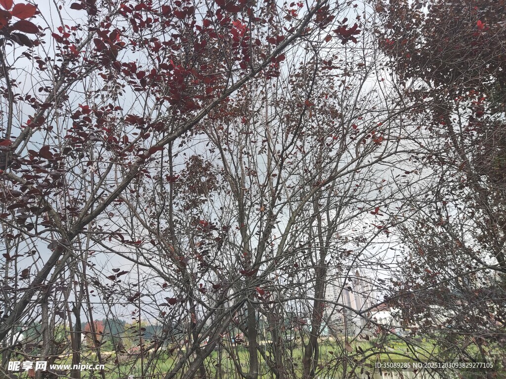 春日繁花树木景致