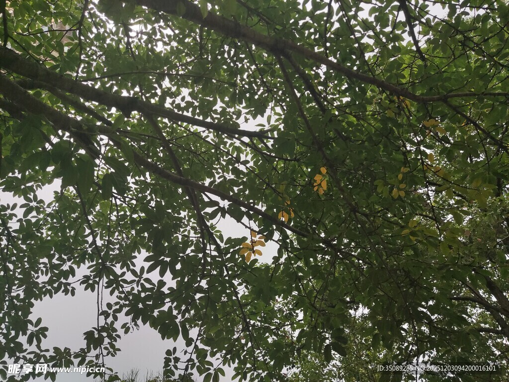 仰视繁茂枝叶间天空