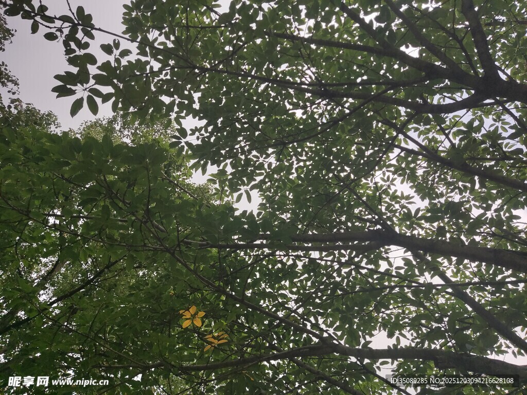 仰视茂密树林绿意盎然