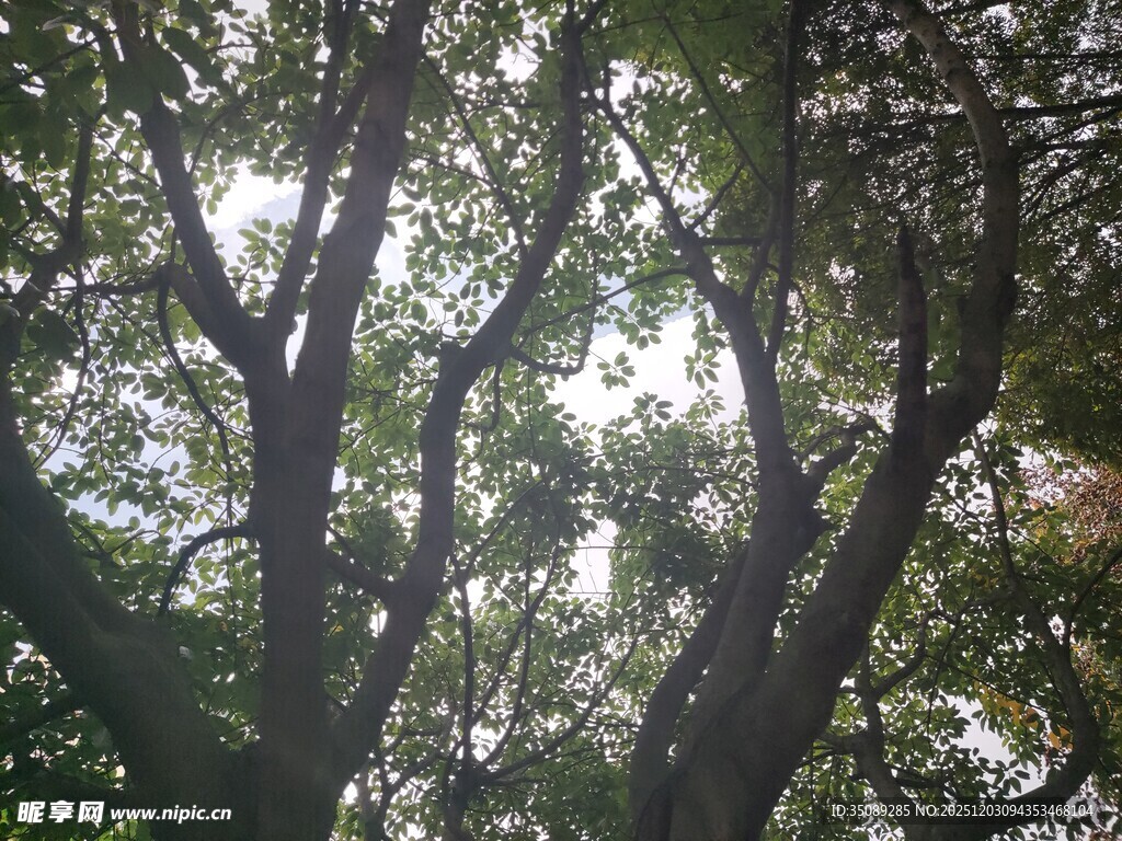 阳光透过枝叶的静谧树木