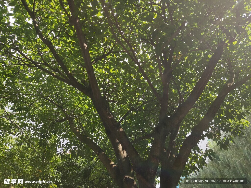 繁茂大树展现盎然生机