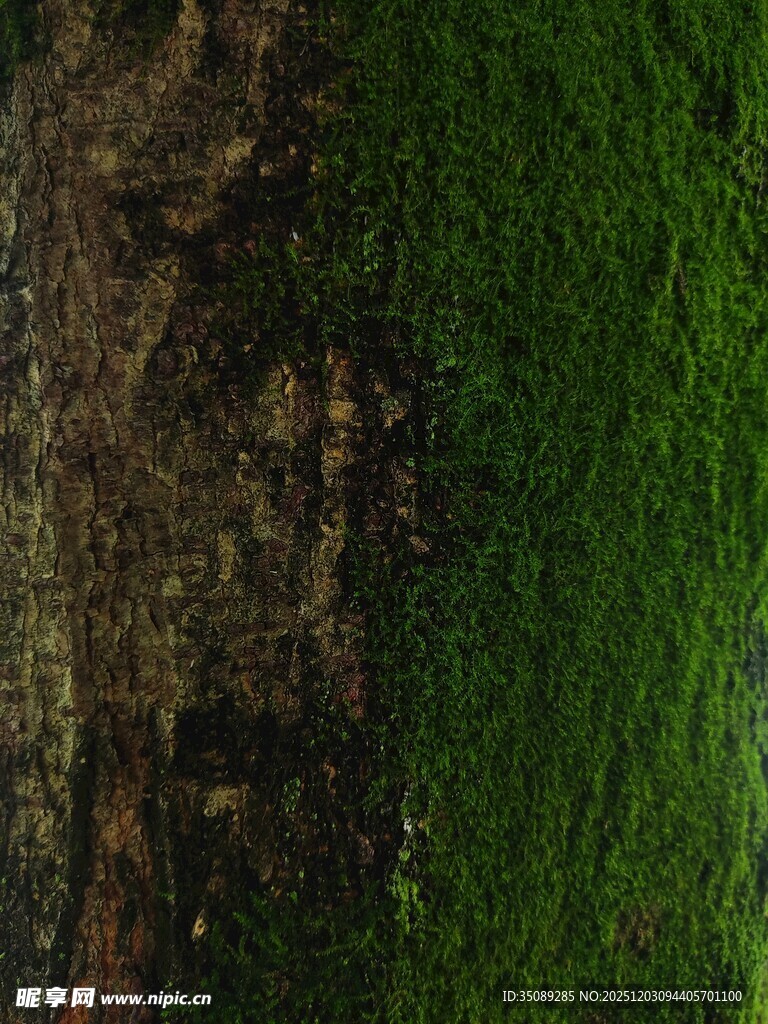 草地与泥土的自然交界