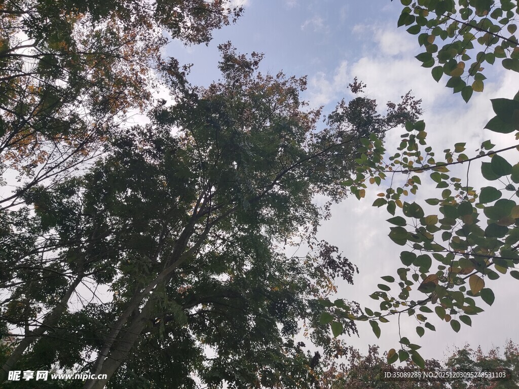 仰视繁茂树木枝叶