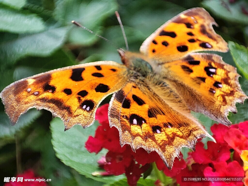 橙斑蝴蝶停驻鲜艳花朵
