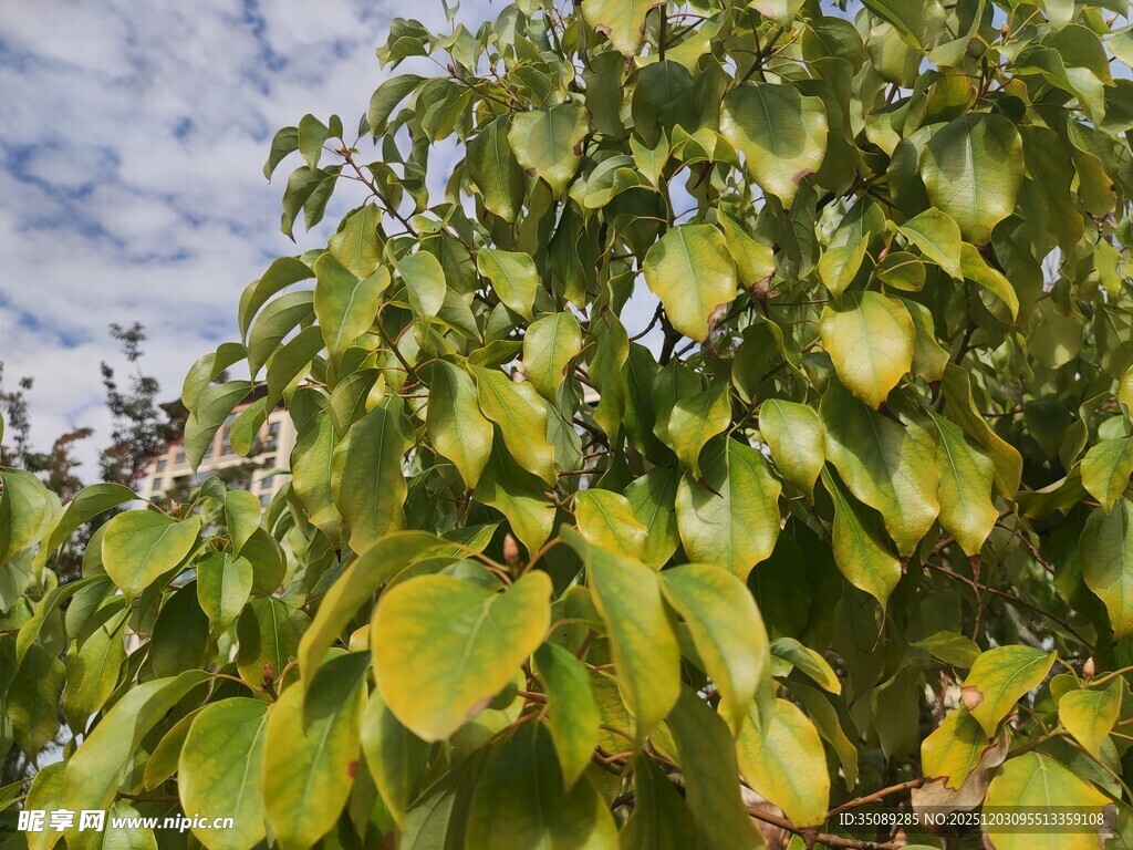 绿叶繁茂的树木景象