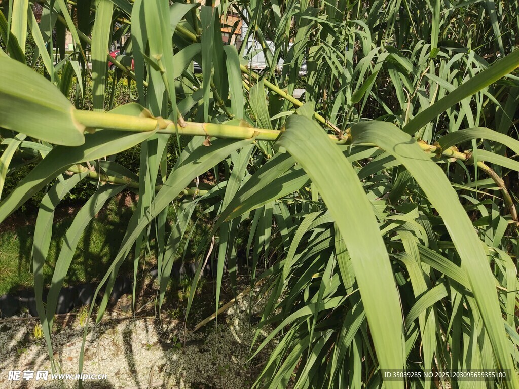 翠绿叶片的植物特写