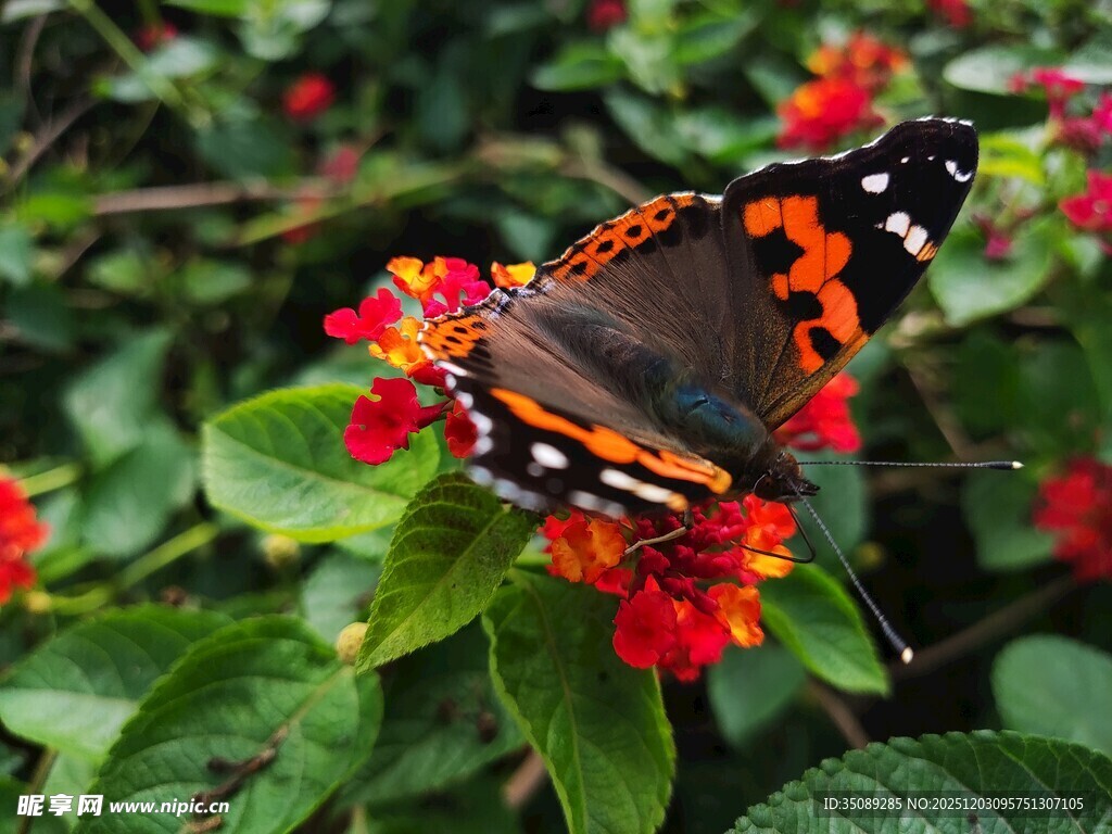 蝴蝶停驻在艳丽花朵上