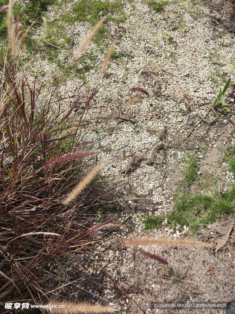地面上的枯枝与零星草木