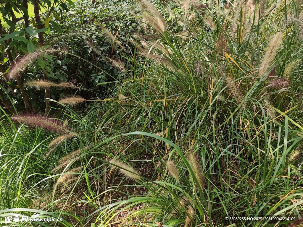 茂密草丛中的狗尾巴草