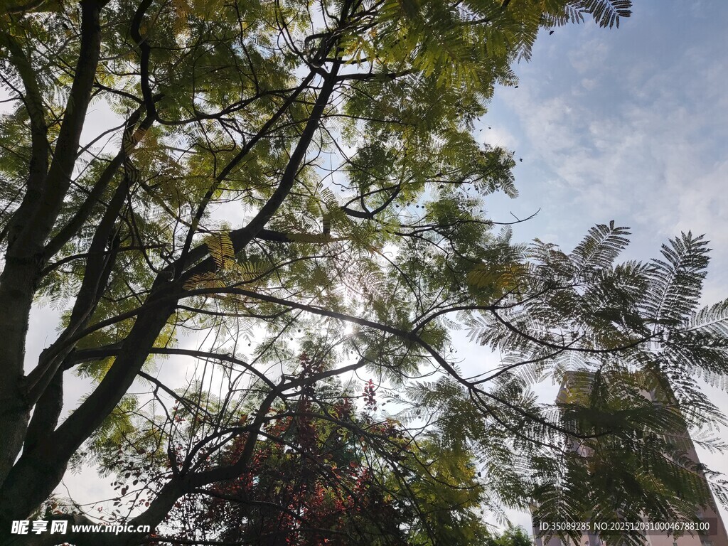 仰视繁茂枝叶与蓝天