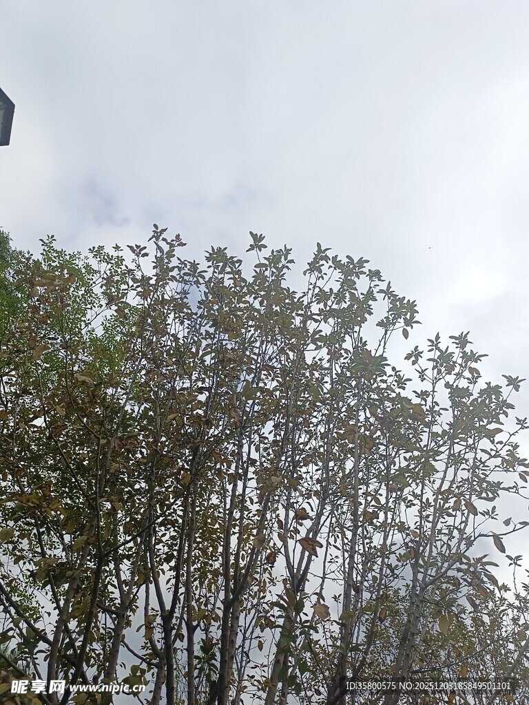 树林上方的天空景象