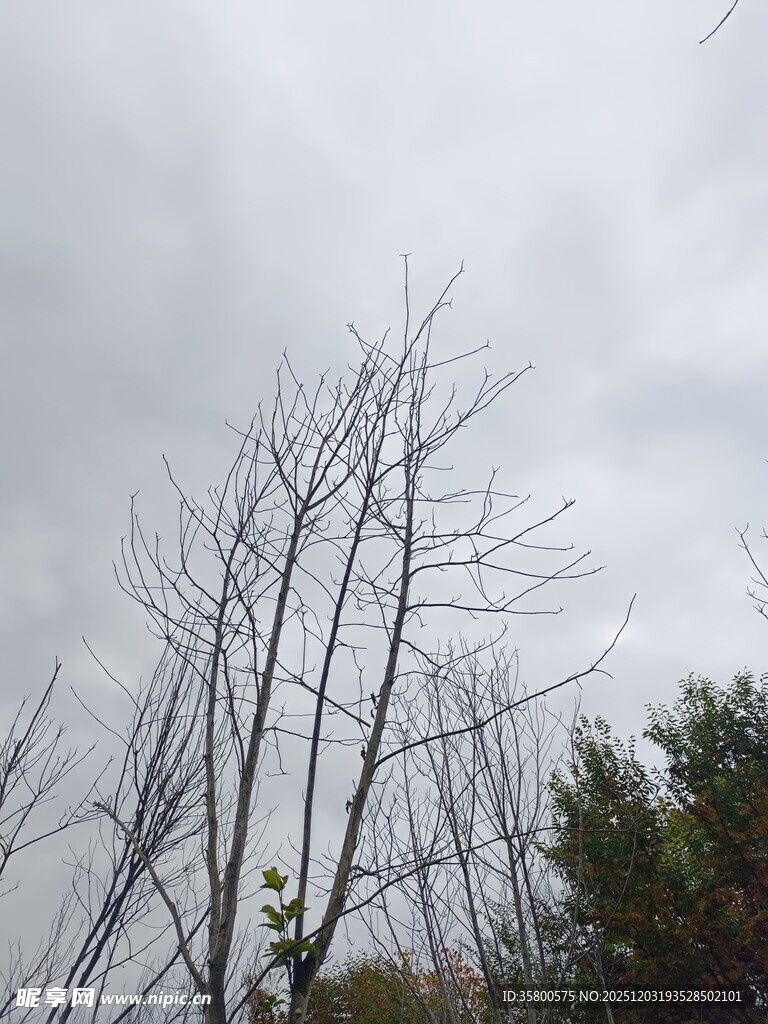 枯树与绿树的天空景象