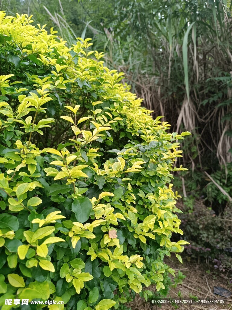 翠绿繁茂的灌木丛景观