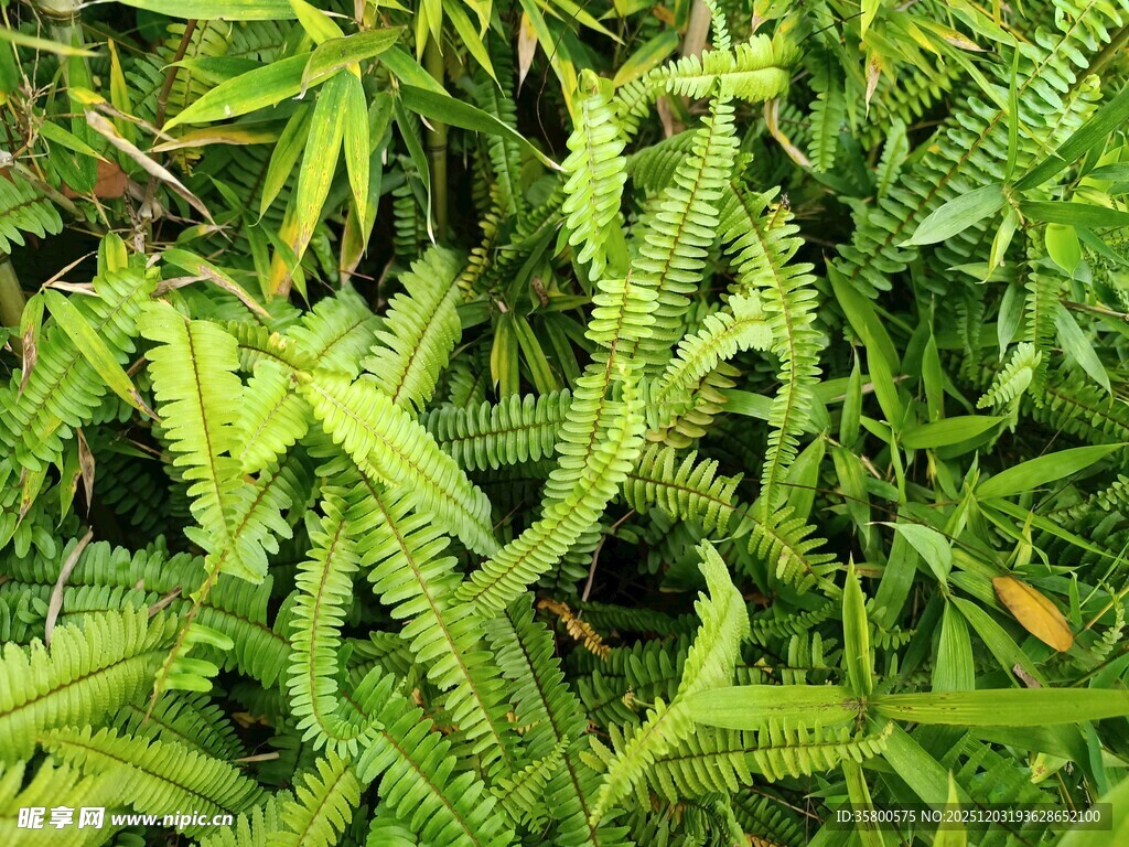 翠绿蕨类植物叶片特写