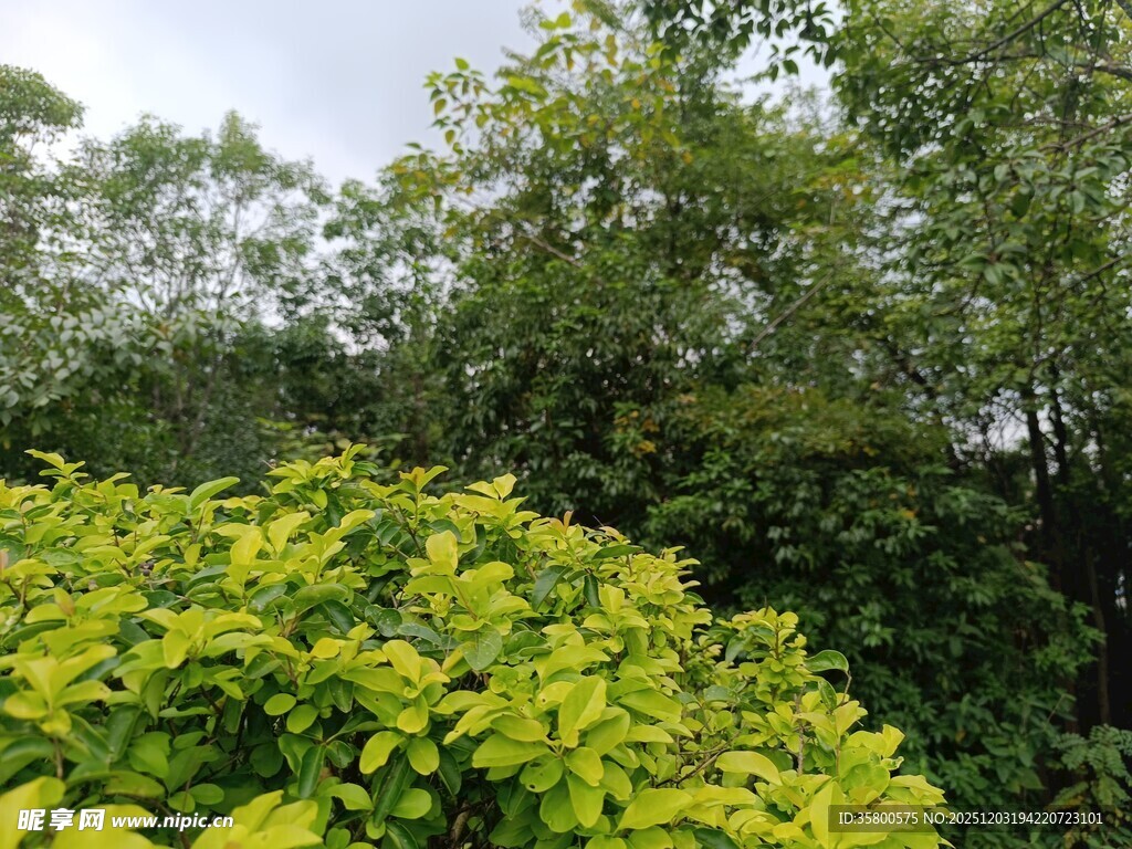 翠绿繁茂的多彩植物景观