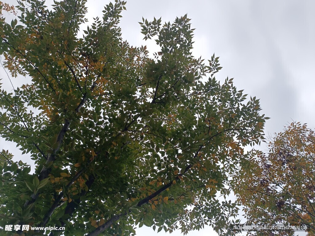 仰视繁茂绿树与灰白天空