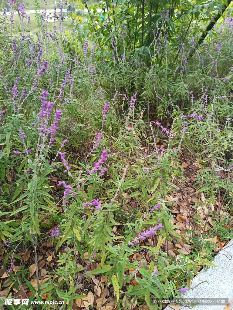 路边紫色野花与绿植景观