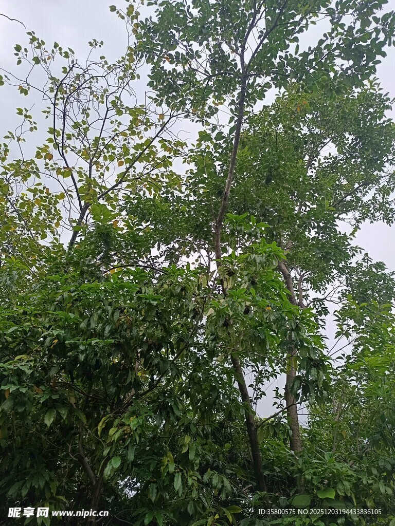 茂密树林中的绿意景致