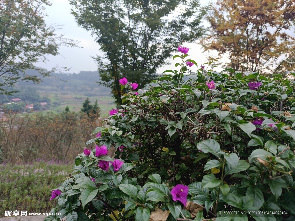 繁花盛开的绿植景观
