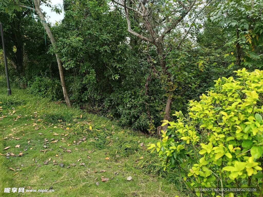 绿意盎然的林间花草景致