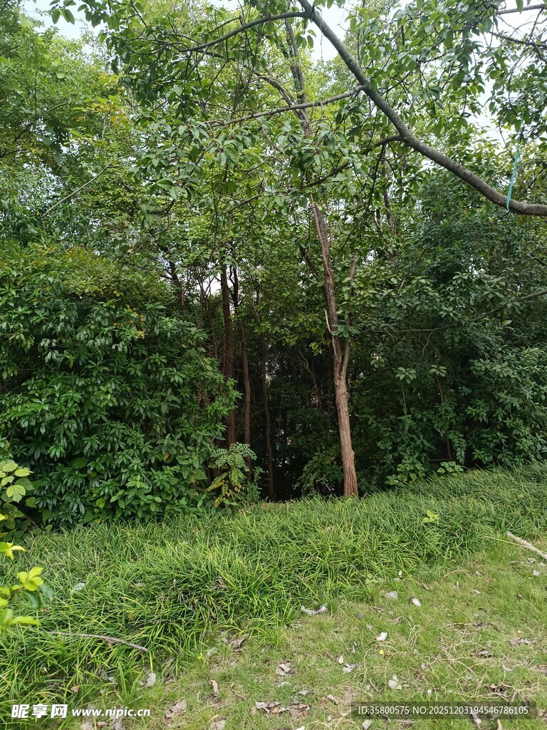 林间绿意盎然的自然景象