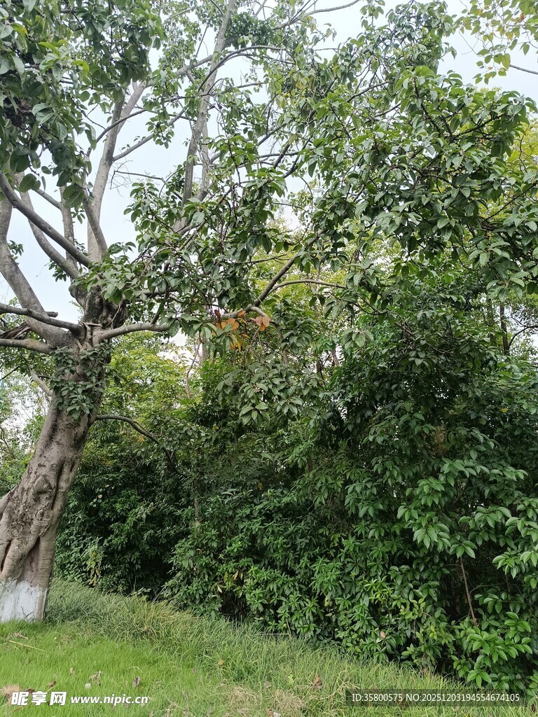 繁茂树林中的大树