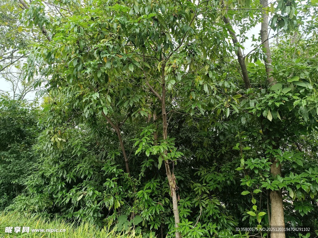 茂密树林绿意盎然