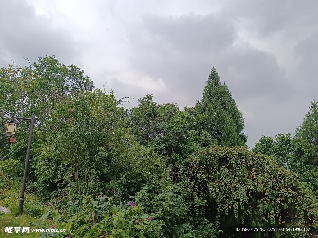 阴天中的繁茂树林景观