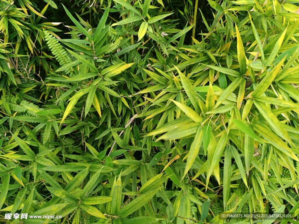 翠绿繁茂的植物叶片