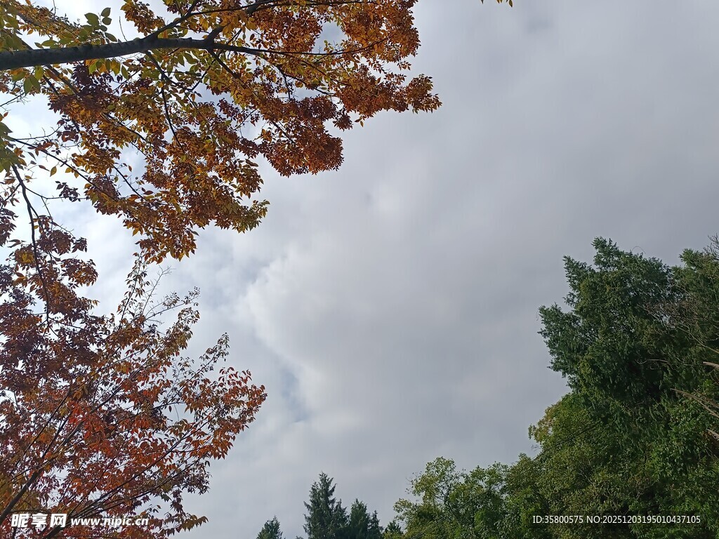 秋日树梢与多云天空