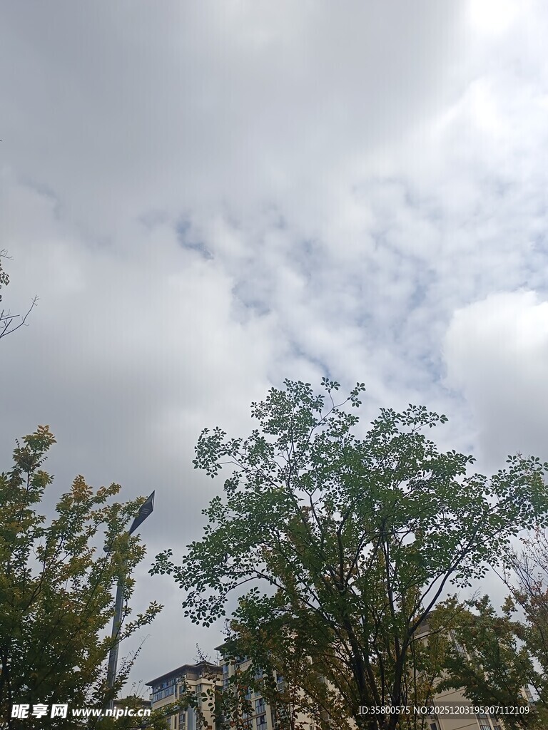 蓝天白云下的绿树景致