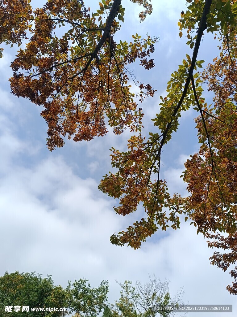 秋日树梢与白云相映