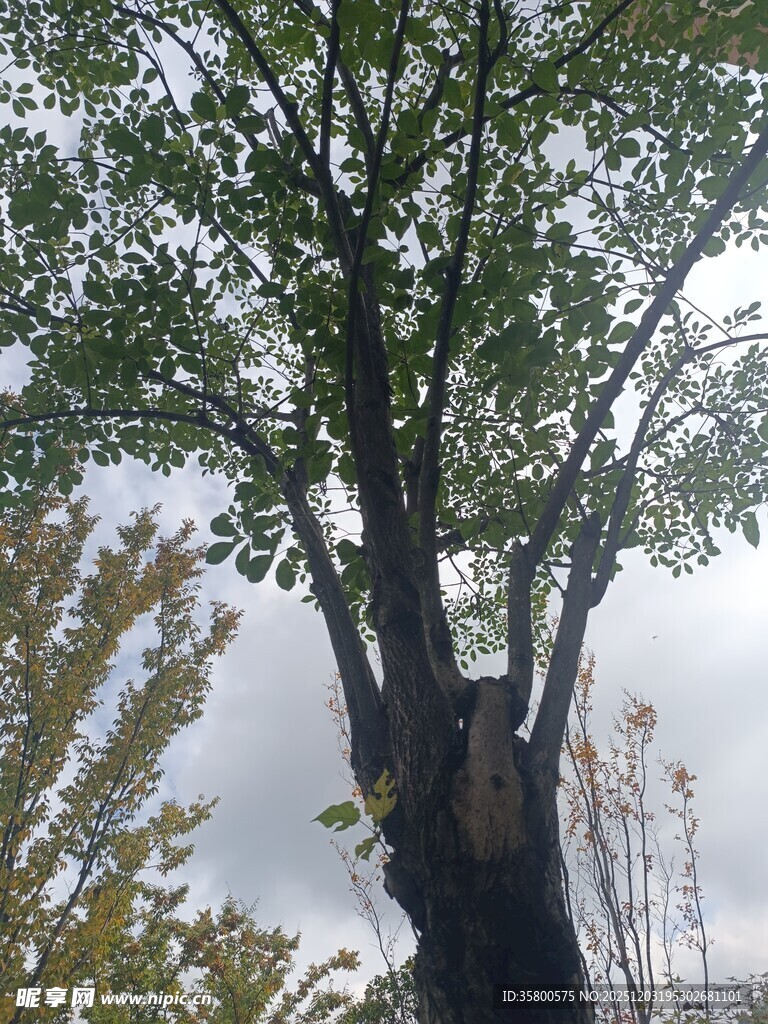 高大树木枝叶繁茂