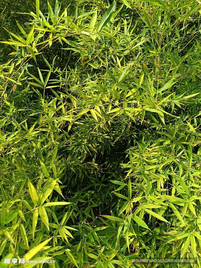 翠绿繁茂的丛生植物