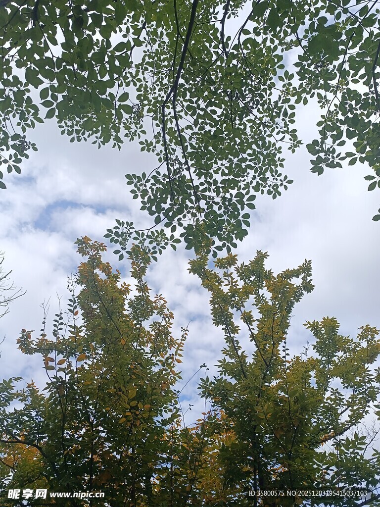 仰视绿树间的蓝天白云