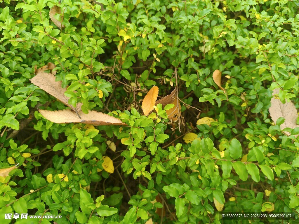 翠绿草丛中的枯黄叶片