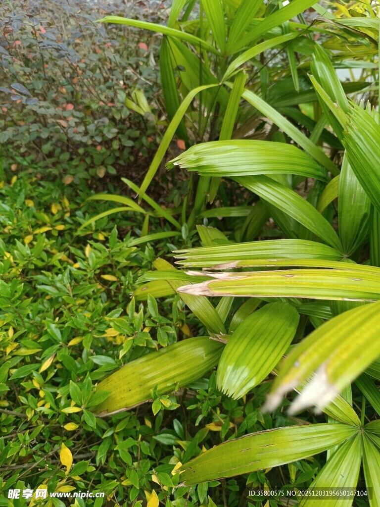 翠绿植物特写