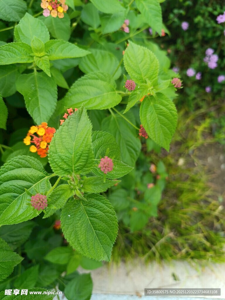 绿叶间绽放的多彩小花