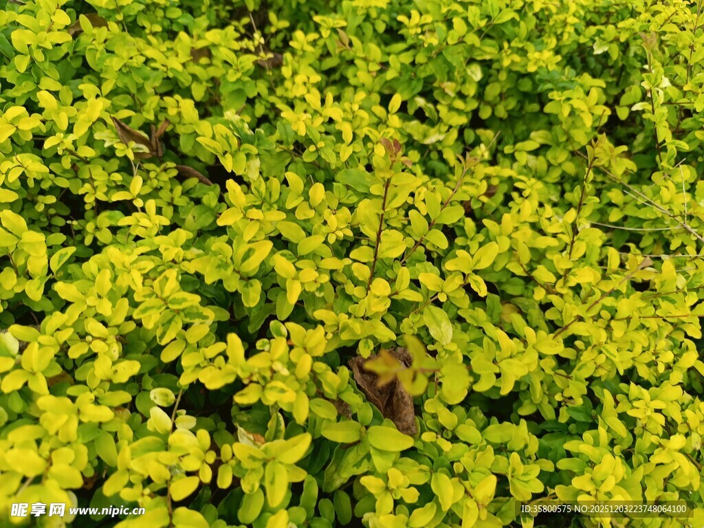 翠绿繁茂的黄色植物景观
