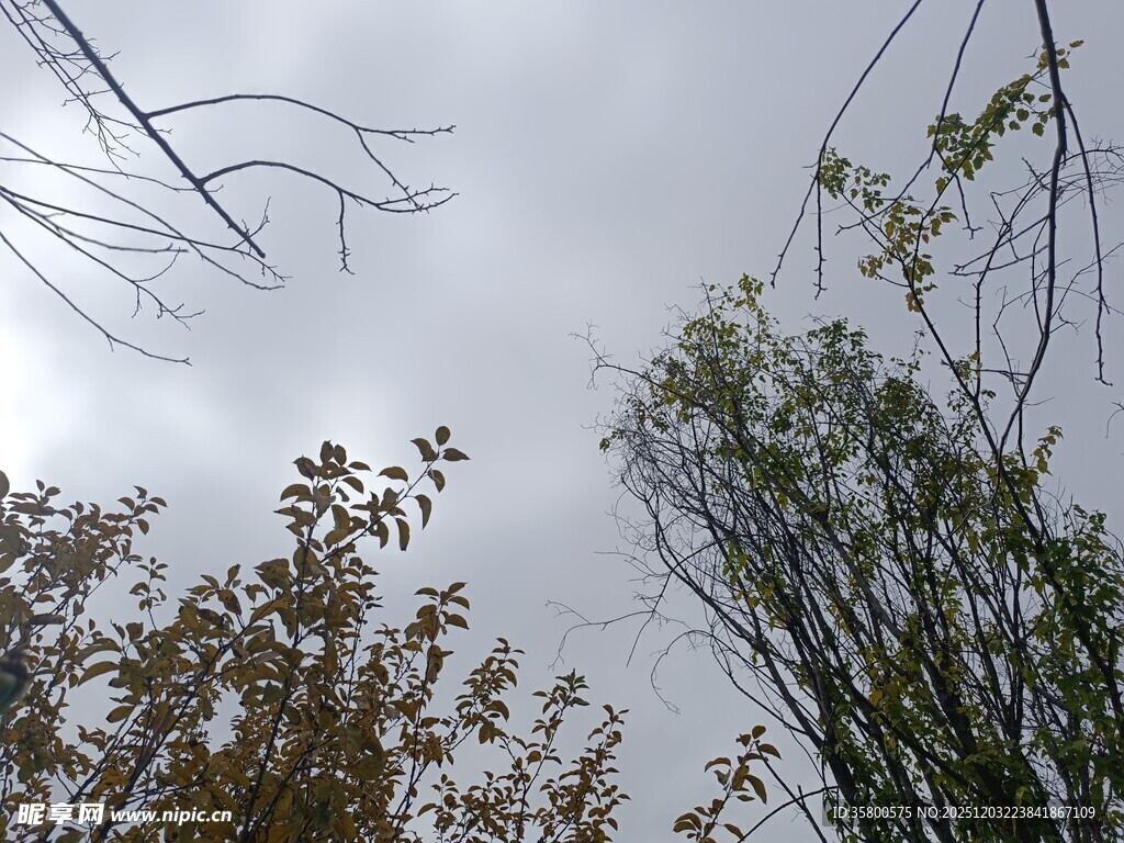 仰视天空下的繁茂树枝