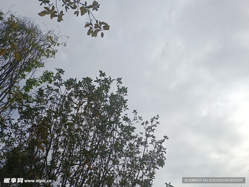 仰视天空下的繁茂树木