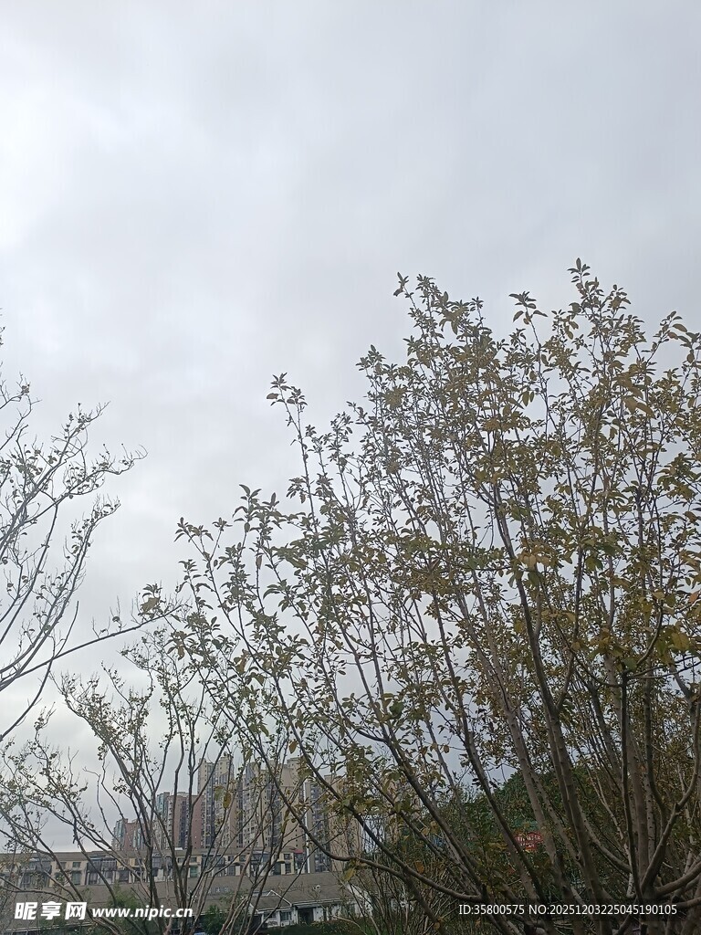 阴天中的树木景象