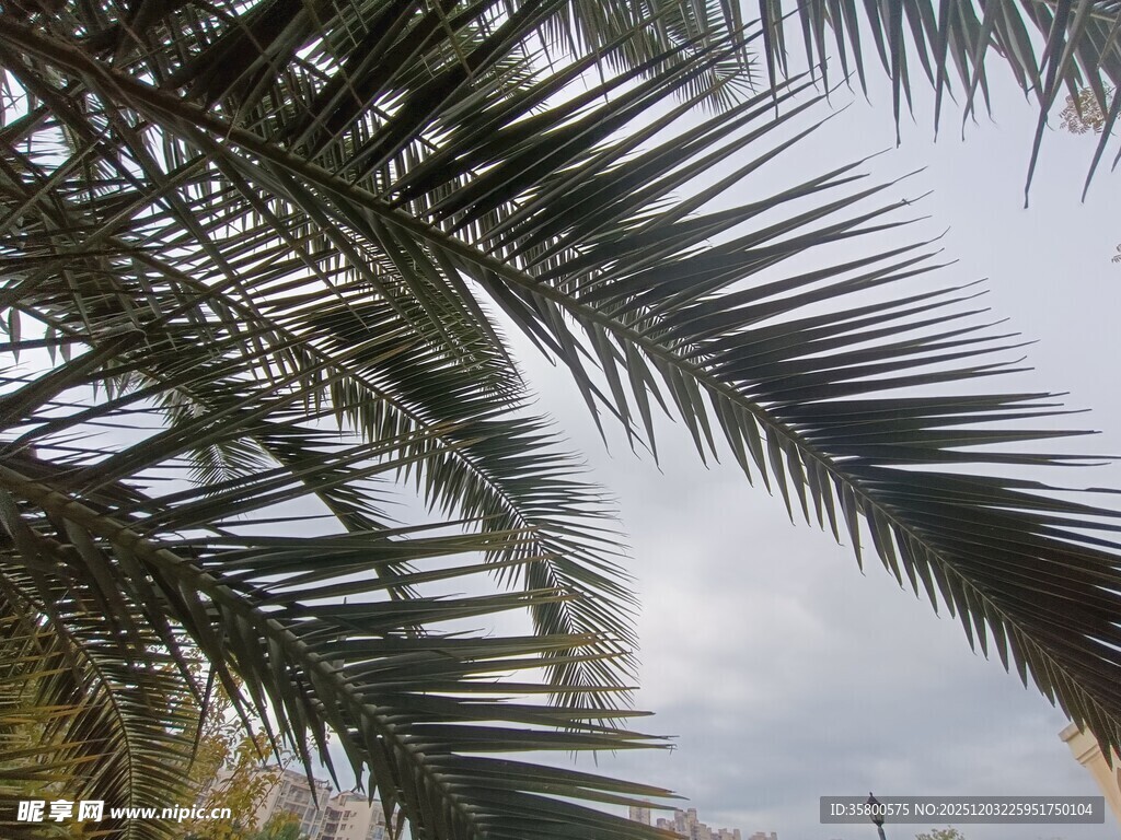 仰视下的棕榈树叶