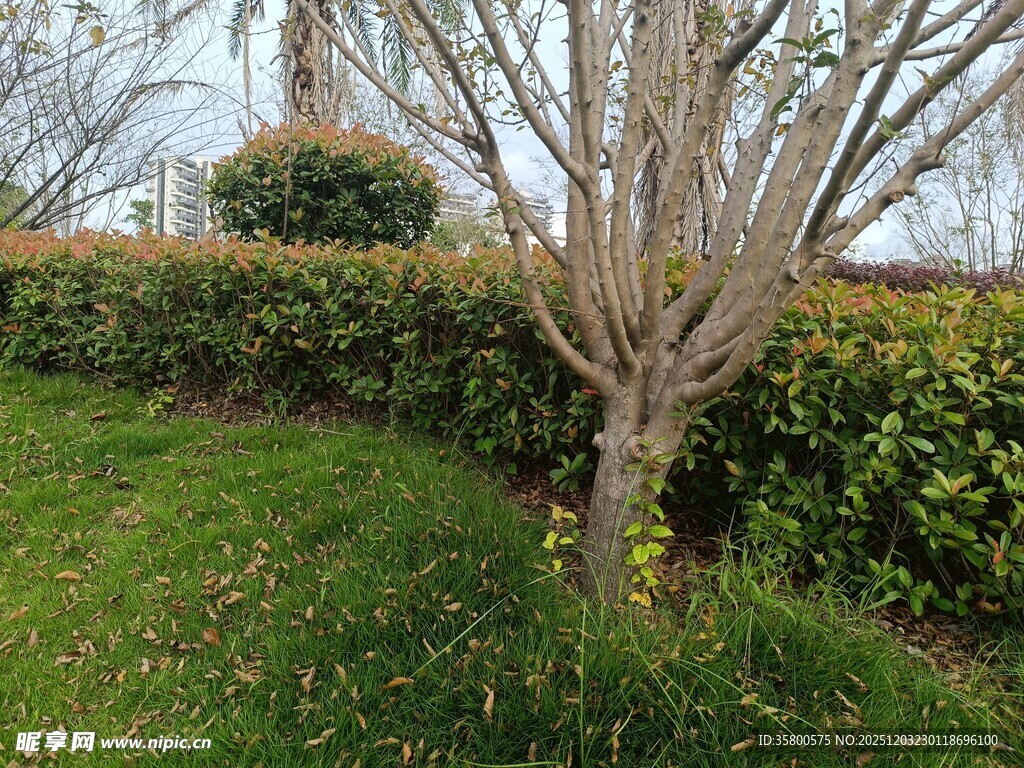 户外单棵树木与绿植景观