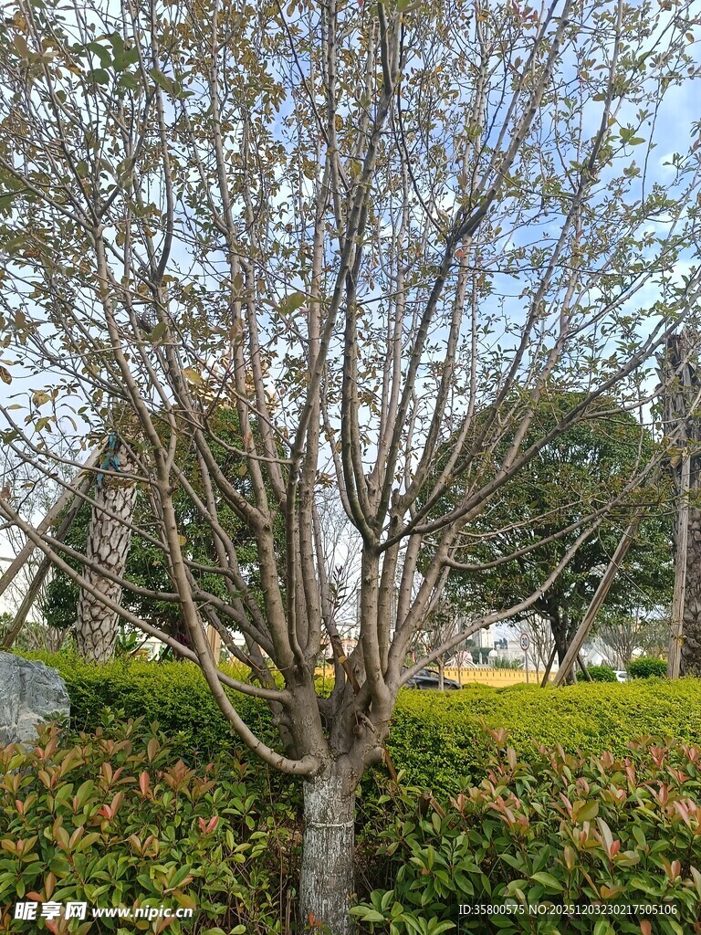 光秃树木旁的绿植景观