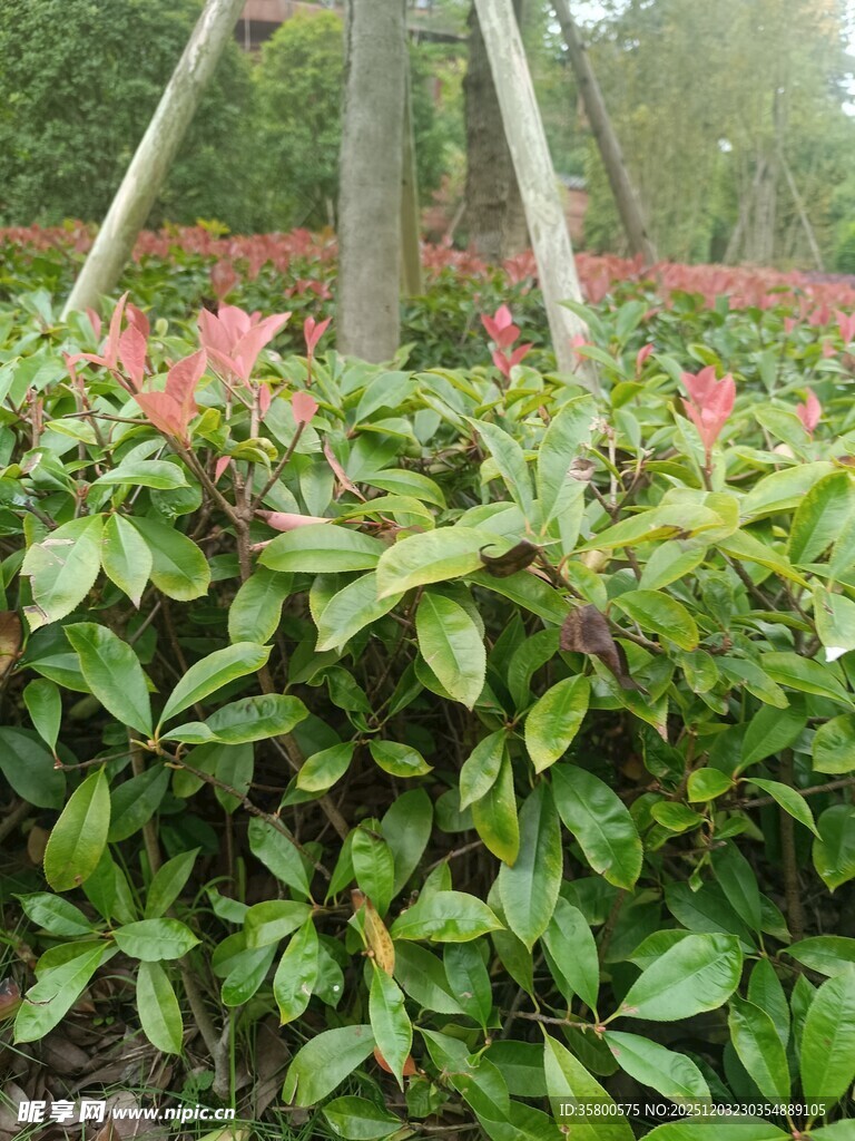绿叶红花的林间植物景观