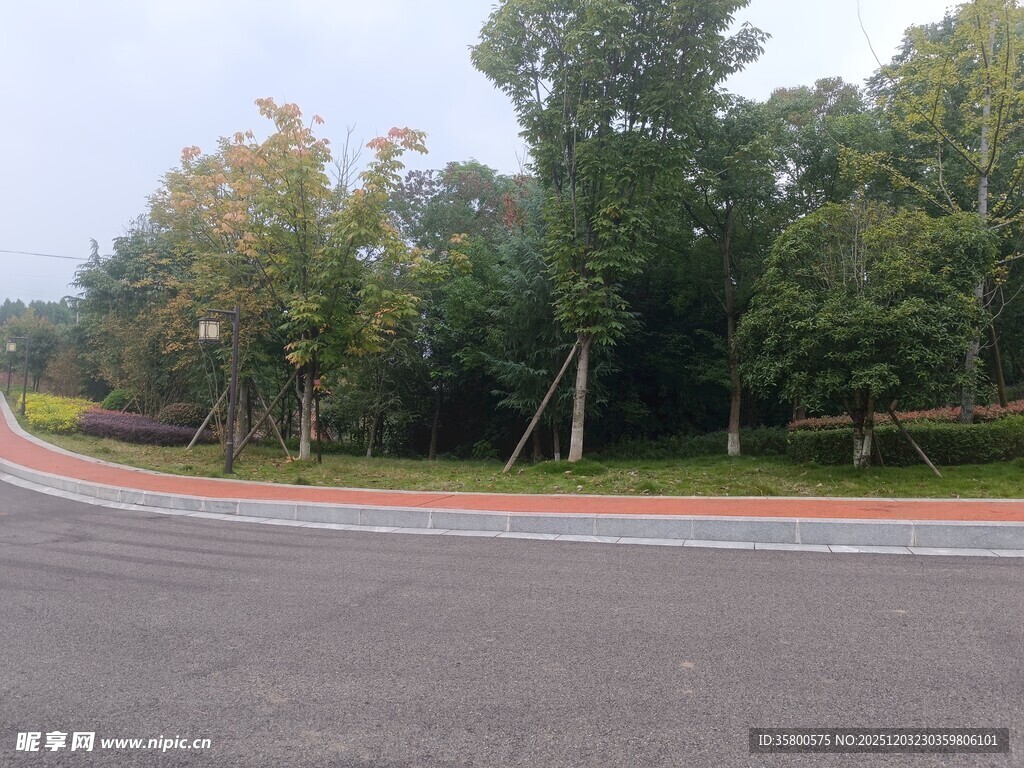 蜿蜒公路旁的葱郁树林